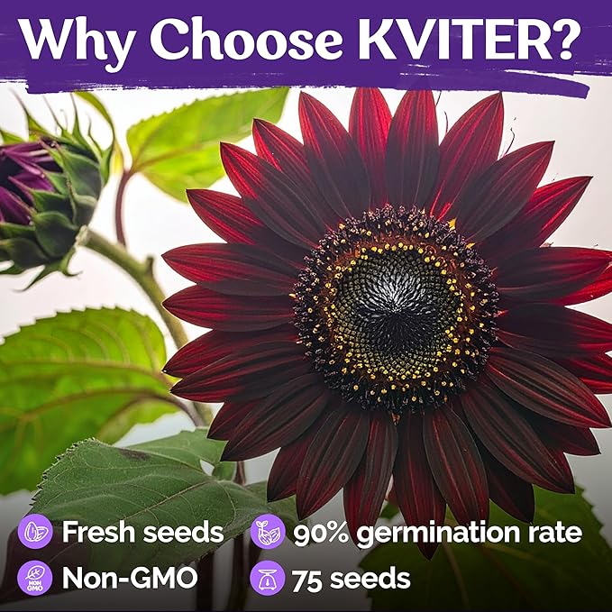 KVITER 75 Chocolate Cherry Sunflower Seeds to Plant (Helianthus annuus) – Heirloom Seed Non GMO Organic Sunflowers Variety, Long Vase-Life Blooms – Flower Seeds for Planting in Home Garden