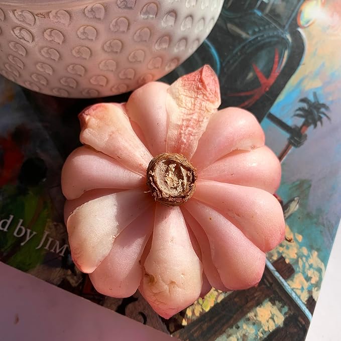 Echeveria Onslow Rare Live Succulent Plants, 1 Head 3" Bare Root Without Pot & Soil, Garden Indoor Office Desk Baby Shower Decoration, Friend Plant Lovers Gifts