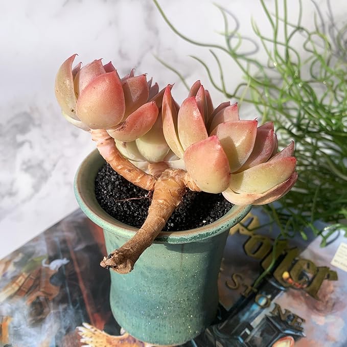 Echeveria Silk Veil Rare Live Succulent Plants, Cluster 3.5" Bare Root Without Pot & Soil, 1/3/7 Pcs, Garden Indoor Office Desk Baby Shower Decoration, Friend Plant Lovers Gifts