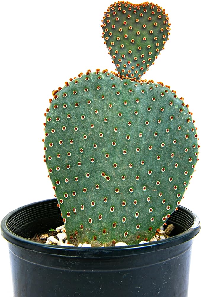 Cactus Outlet - Beavertail Prickly Pear Cactus Plants Live - Live Cactus Plants - Beavertail Cactus - Prickly Pear Plant Live - Landscape Ready Cactus Plants Live Delivered Right to Your Door