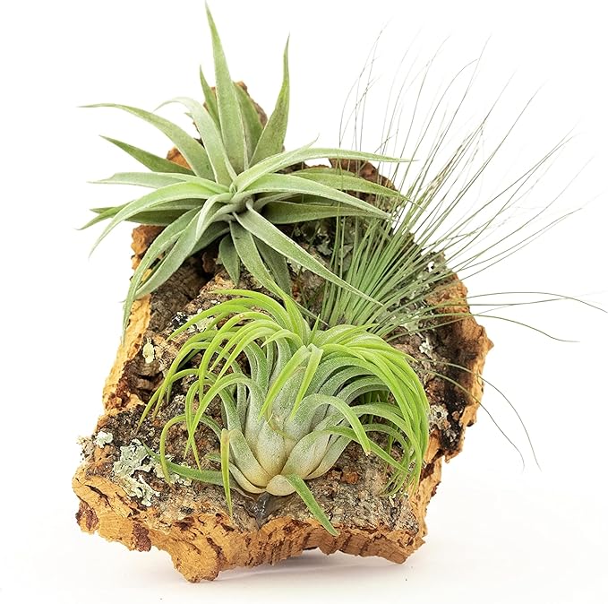 Small Natural Cork Bark DIY Kit with Three Assorted Air Plants, Glue and Hook- Live Tillandsia Succulent House Plant - Wholesale and Bulk- Home and Garden Decor-Easy Care Indoor and Outdoor Plants