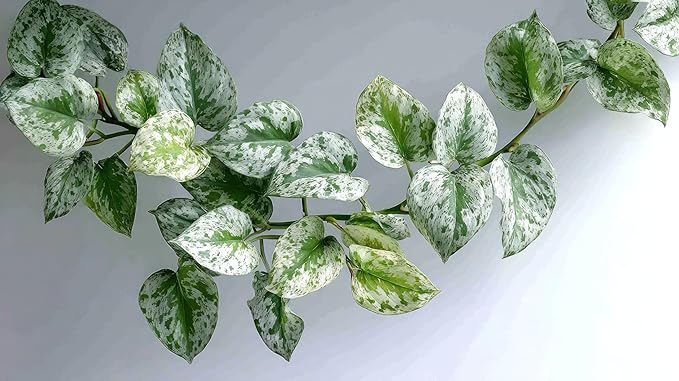 Silver Pothos - 2 Inch Potted and Rooted - Great Indoor Plant - Air Purification - Easy Care