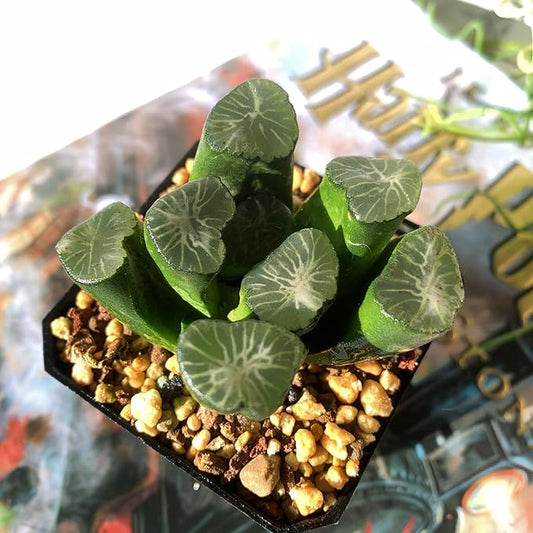 Haworthia Maughanii-Sacred Spring Rare Live Succulent Plants, 2.5" Bare Root Without Pot & Soil, Garden Indoor Office Desk Baby Shower Decoration, Friend Plant Lovers Gifts