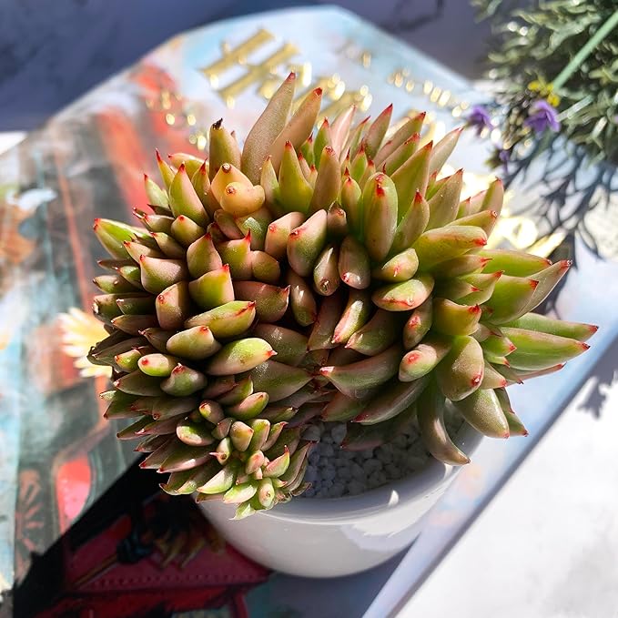 Echeveria Ek Soul Variegated Crested Rare Live Succulent Plants, 3.5" Bare Root Without Pot & Soil, Garden Indoor Office Desk Baby Shower Decoration, Friend Plant Lovers Gifts