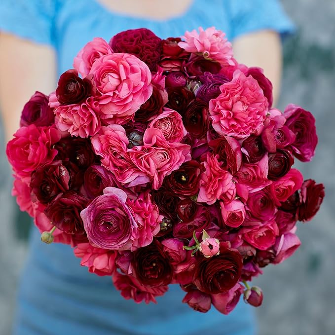 Ranunculus Bulbs - Vineyard Mix - 40 Bulbs - Mixed Flower Bulbs, Corm Attracts Bees, Attracts Pollinators, Easy to Maintain & Grow, Fragrant, Container Garden