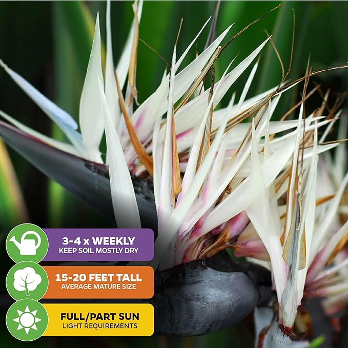 White Bird of Paradise Live Plant - Strelitzia Reginae - Wellspring Gardens - Tropical Flowering Perennial, Exotic Indoor/Outdoor Houseplant, Easy Care, Low Maintenance Starter Plant
