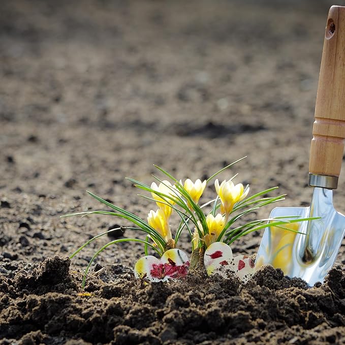 Small Pink and Yellow Heart Plantable Seed Paper – 50 Count Wildflower Favors for Weddings, Bridal & Baby Showers, Birthdays, Memorials, Nature-Friendly Garden Gifts & Keepsakes