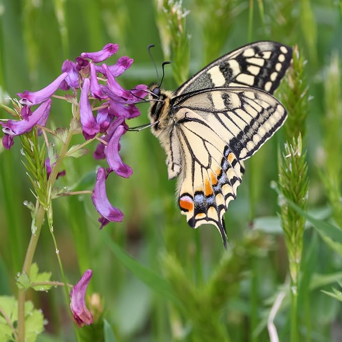 Cover Crop Seed Mix Organic - Pollinator & Bee Friendly Cover Crop Mix - 1 lb ~6,800 Seeds - Clover Cover Crop Blend - Includes Hairy Vetch Cover Crop Seeds, Crimson Clover, Peas, & Oats