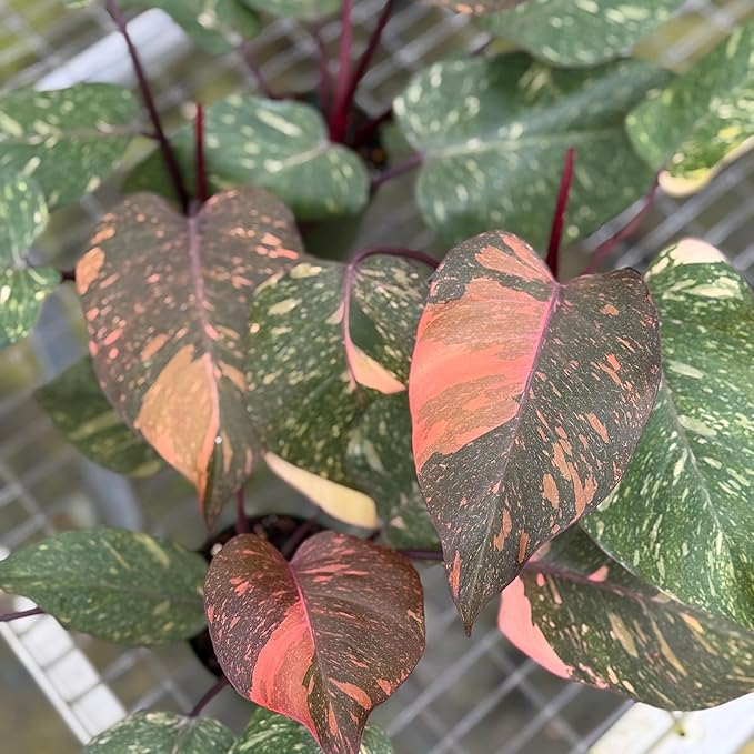 Live Philodendron Orange Princess Plant – 4” Indoor Variegated Aroid with Dark Green and Copper-Orange Foliage | Air Purifying Houseplant for Low Light Rooms | Houseplant for Home or Office Decor