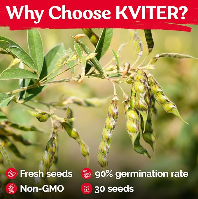 KVITER 30 Guandules Pigeon Peas Seeds for Planting (Cajanus Cajan) – a.k.a Gandules Goya, Gungo Peas, Congo Pea Non GMO & Organic – Heirloom Vegetable Seeds to Plant in Outdoor Garden & Trellises