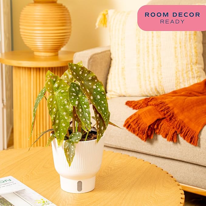 Costa Farms Begonia Maculata Live Plant in Self Watering Pot, Indoor Houseplant, Perfect for Home, Room, or Office Decor, Great House Warming or Birthday Gift, 12-18 Inches Tall