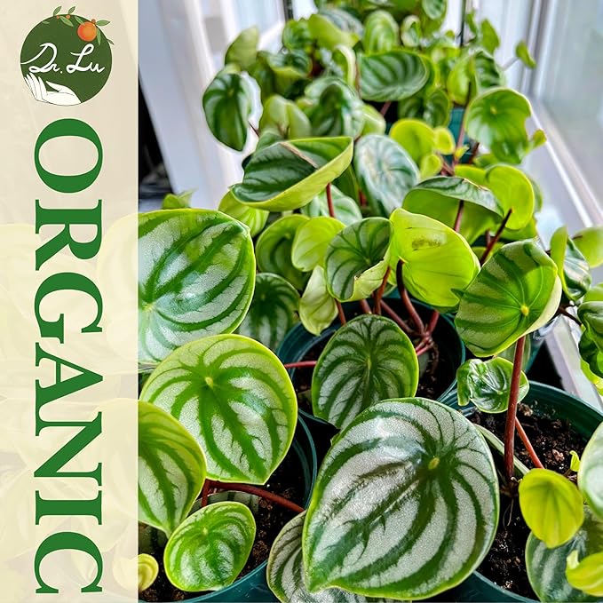 Dr. Lu’s Organic Watermelon Peperomia | Rare Peperomia Live Plant | Rooted Cute Watermelon Plant for Air Purifying | Easy Grow Peperomia Argyreia in 4'' Nursery Pot