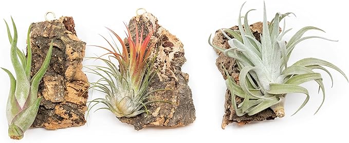 3 Small Chunk Natural Cork Bark DIY Kit with Three Assorted Air Plants, Glue and Hook - Live Tillandsia Succulent House Plant - Wholesale and Bulk - Easy Care Indoor and Outdoor Plants