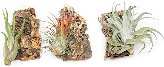 3 Small Chunk Natural Cork Bark DIY Kit with Three Assorted Air Plants, Glue and Hook - Live Tillandsia Succulent House Plant - Wholesale and Bulk - Easy Care Indoor and Outdoor Plants