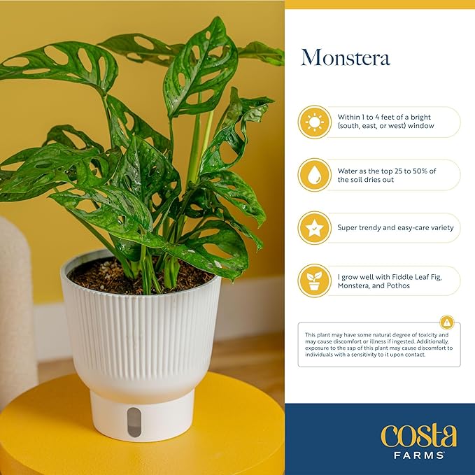 Costa Farms Monstera Esqueleto Live Plant in Decorative Pot, Large Indoor Houseplant, Perfect for Home, Room, or Office Decor, Great House Warming or Birthday Gift, 2-3 Feet Tall