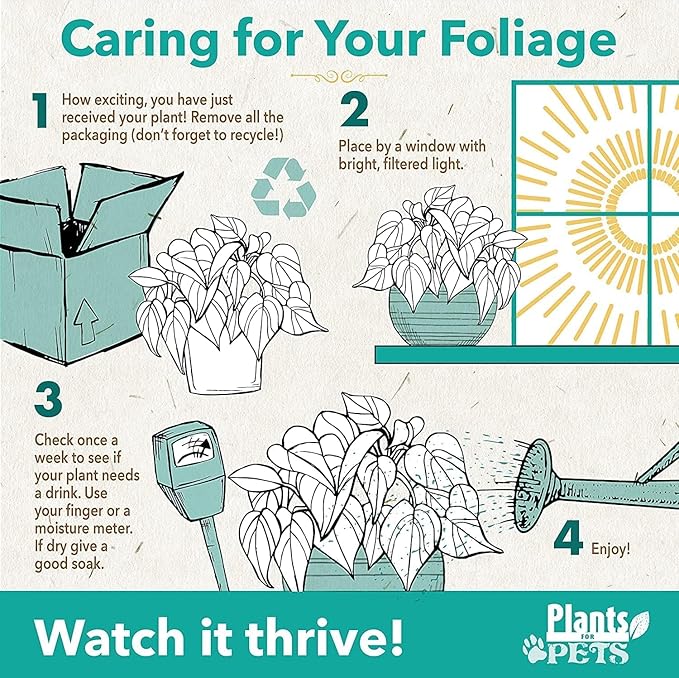 Marble Queen Pothos Plant in 4 Inch Planter Pot for Plants, Low Light Plants Live Houseplants, Pothos Live Plant Decor, Live Plants Indoor Plants Live Houseplants Live Indoor Plants by Plants for Pets