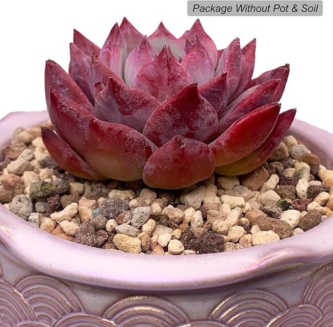Echeveria Colorata Rare Live Succulent Plants, Red 2.5" Live Plant, Package Without Pot Soil, Garden Indoor Office Desk, Wedding Party Baby Shower Decoration, Friend Plant Lovers Gifts