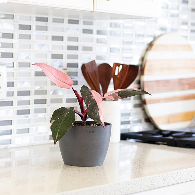 United Nursery Pink Princess Philodendron – Rare Variegated Plant in 6” White Décor Pot – 14–18 Inches Tall – Easy-Care Indoor Houseplant with Blush Pink and Green Leaves for Home or Office Decor