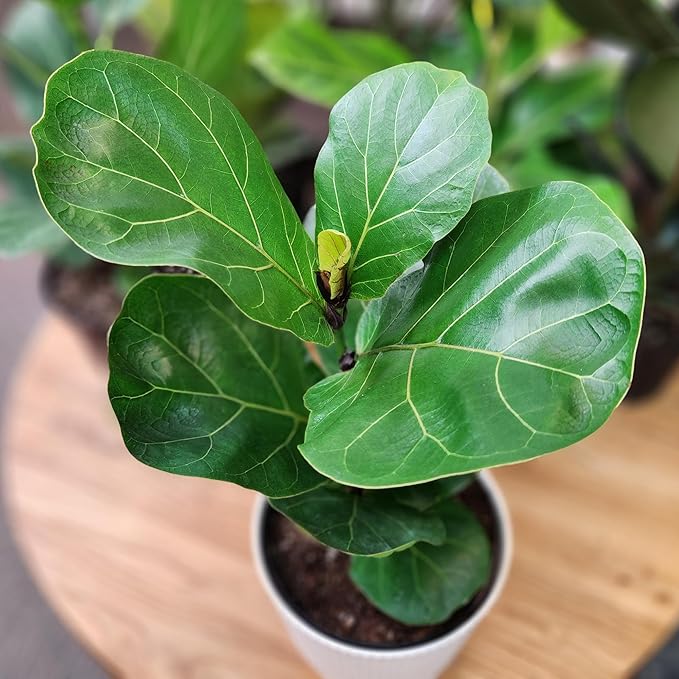 Live Fiddle Leaf Fig Tree Ficus, House Plant Decor in 6" White Pot, Easy Plant Gift, Live Ficus Tree, Real Office and Home Décor by Plants for Pets