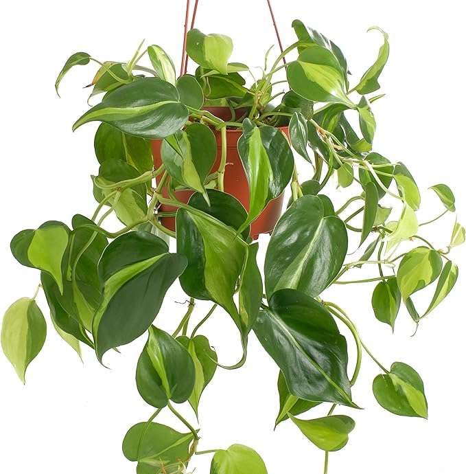 Shop Succulents Brasil Philodenron Heartleaf Hanging Plant, Live Indoor Plant, Easy Care Hanging Ivy Houseplant in Nursery Pot, Air Purifying Plant in Soil, Housewarming, Home Décor, Trails 2-4 Feet
