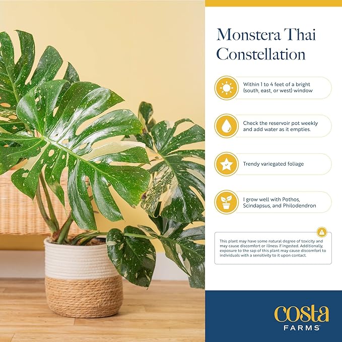 Costa Farms Thai Constellation, Variegated Monstera Live Plant in Self Watering Pot, Indoor Houseplant, Home, Room, or Office Decor, House Warming or Birthday Gift, 12-18 Inches Tall