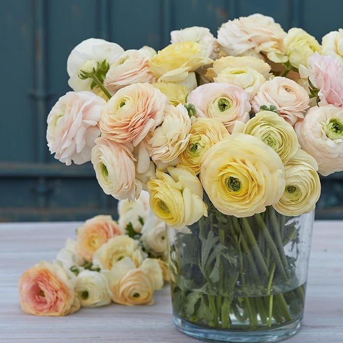 Eden Brothers Ranunculus Bulbs - Wedding Pastel