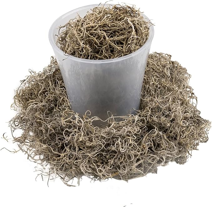 Premium Natural Spanish Moss | Natural Preserved - Great Ground Cover - Filler for Potted Plants - by GARDENERA - 3 Quart Bag