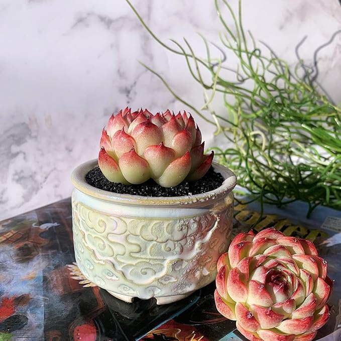 Echeveria Soul Fairy Rare Live Succulent Plants, 1 Head 2.5" Bare Root Without Pot & Soil, Garden Indoor Office Desk Baby Shower Decoration, Friend Plant Lovers Gifts