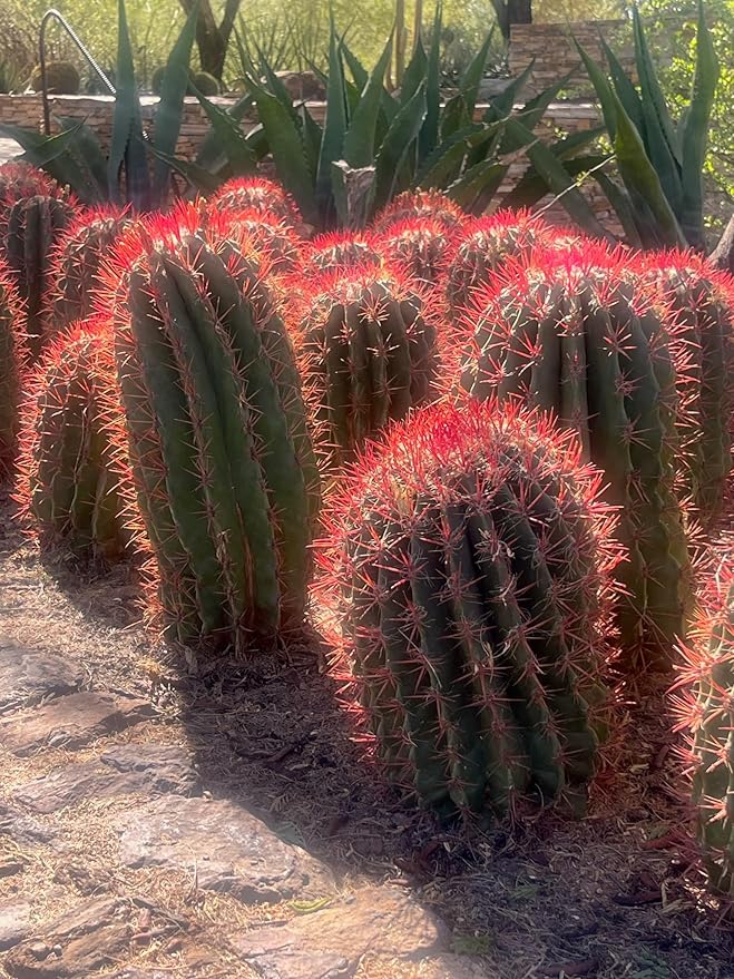 Cactus Outlet - Ferocactus Pringlei - Barrel Cactus - Live Cactus Plants - Barrel Cactus Plants Live - Landscape Ready Barrel Cactus Plants Live Delivered Right to Your Door - Live Plants Outdoor