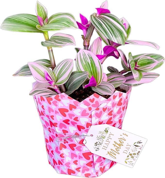 Dr. Lu’s Organic Pink Wandering Jew Live Plant | Rare Tradescantia Nanouk | Rooted House Plants | Easy Grow Indoor Plants | 6'' Nursery Pot