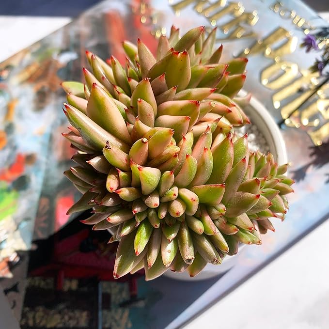 Echeveria Ek Soul Variegated Crested Rare Live Succulent Plants, 3.5" Bare Root Without Pot & Soil, Garden Indoor Office Desk Baby Shower Decoration, Friend Plant Lovers Gifts