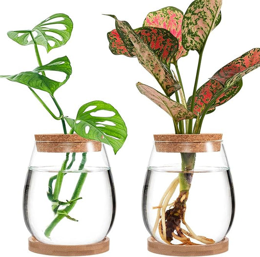 Biggun Plants Propagation Station - 2Pcs Desktop Plant Terrarium Glass Hydroponic Vases, Water Plant Jars, Gardening Gifts for Women Mom Plant Lovers (Water Drop Shape, Separated Tray Style)