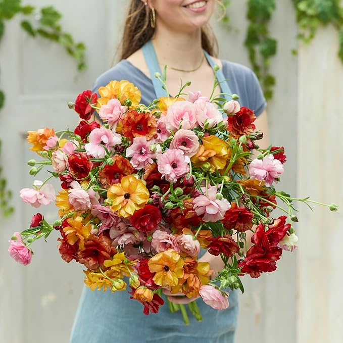 Eden Brothers Butterfly Ranunculus Bulbs - Bright Mix
