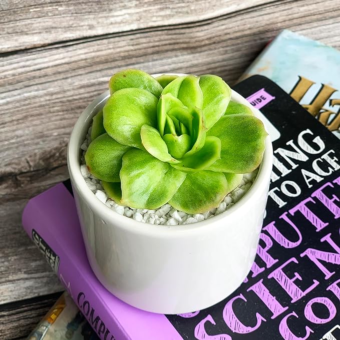 Echeveria Ice Rose Variegated Rare Live Succulent Plants, 1 Head 2.5" Green, Bare Root Without Pot & Soil, Garden Indoor Office Desk Baby Shower Decoration, Friend Plant Lovers Gifts