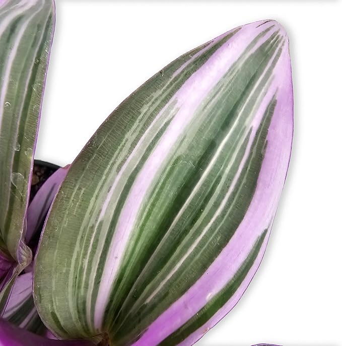 Bumble Plants Live Tradescantia Bubblegum Nanouk Purple Plant [Winter Thermal Packaging Included] | Fully Rooted Rare Houseplant for Home Office Wedding Decorations | Indoor and Outdoor Plant