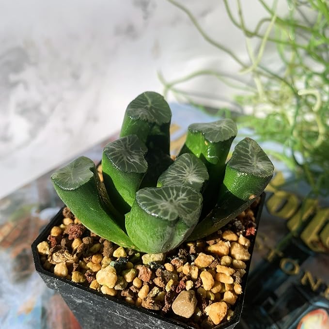 Haworthia Maughanii-Sacred Spring Rare Live Succulent Plants, 2.5" Bare Root Without Pot & Soil, Garden Indoor Office Desk Baby Shower Decoration, Friend Plant Lovers Gifts