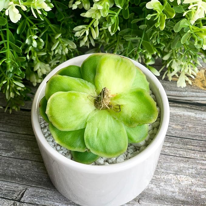 Echeveria Ice Rose Variegated Rare Live Succulent Plants, 1 Head 2.5" Green, Bare Root Without Pot & Soil, Garden Indoor Office Desk Baby Shower Decoration, Friend Plant Lovers Gifts