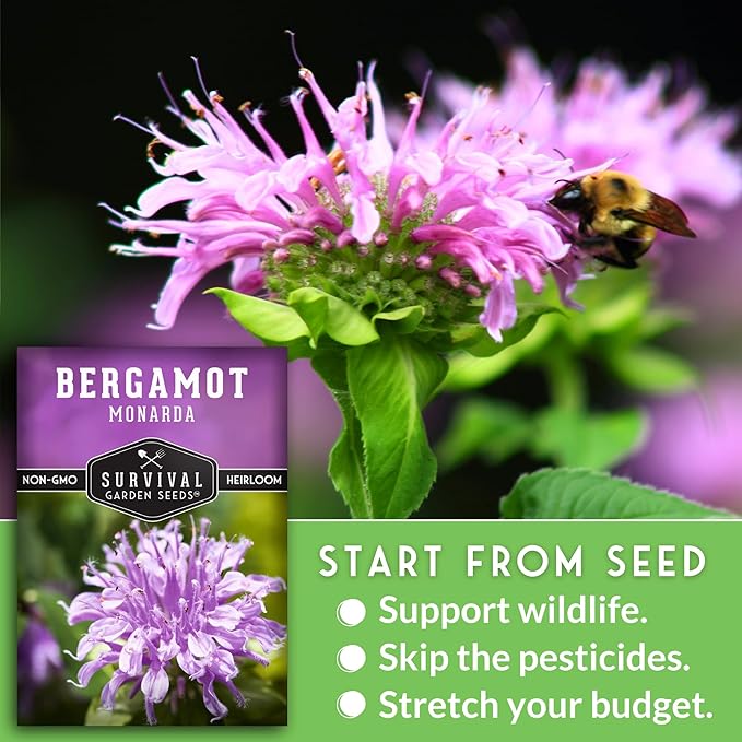 Survival Garden Seeds - Bergamot Herb (Bee Balm) Seed for Planting - 2 Packets with Instructions to Grow Monarda Fistulosa Wildflowers in Your Home Vegetable Garden - Non-GMO Heirloom Variety