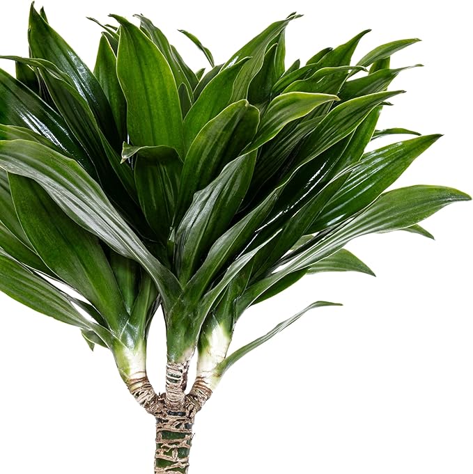 United Nursery Dracaena Janet Craig Compacta – Tall Indoor Plant in 10” Grower Pot – 38–42 Inches Tall – Low-Light, Air-Purifying Tropical Houseplant – Easy-Care Green Foliage for Home or Office