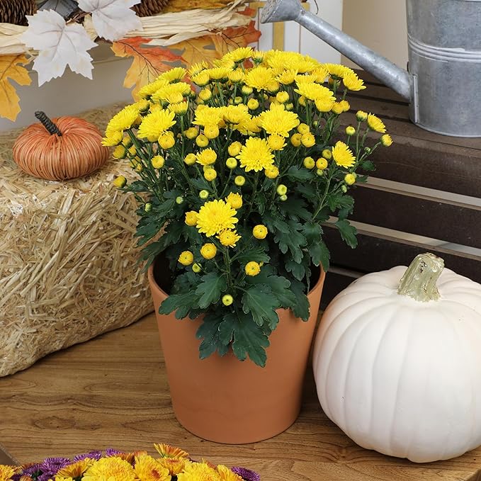 Altman Plants Yellow Chrysanthemum Plants Live Mums Plant (4PK) in 1 Quart Pots, Outside Garden Flowers for Fall, Outdoor Flowering Hardy Mum Outdoor Plant Pack, Easy Care