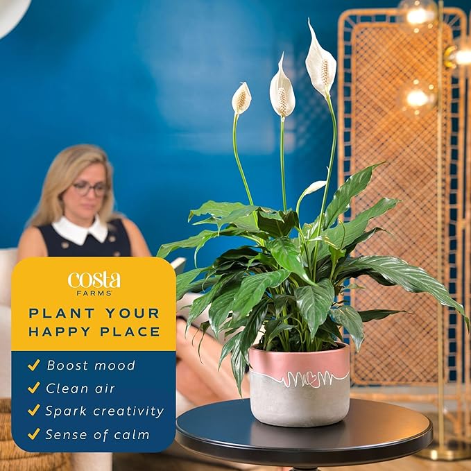Costa Farms Peace Lily Live Plant in Decorative Pot, Air Purifying Flowering Indoor Houseplant, Perfect for Home, Room, or Office Decor, Great House Warming or Birthday Gift, 14-24 Inches Tall