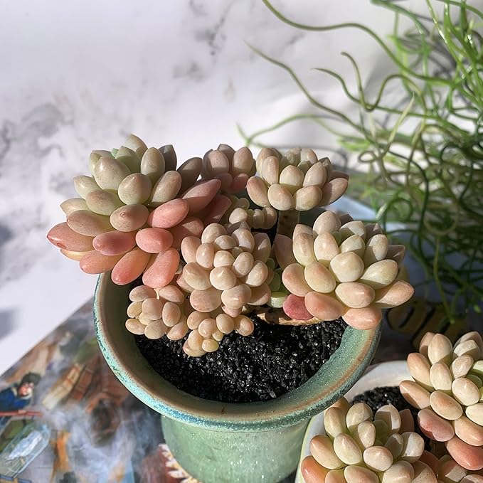 Sedum Caviar Rare Live Succulent Plants, Cluster 3.5" Bare Root Without Pot & Soil, Garden Indoor Office Desk Baby Shower Decoration, Friend Plant Lovers Gifts
