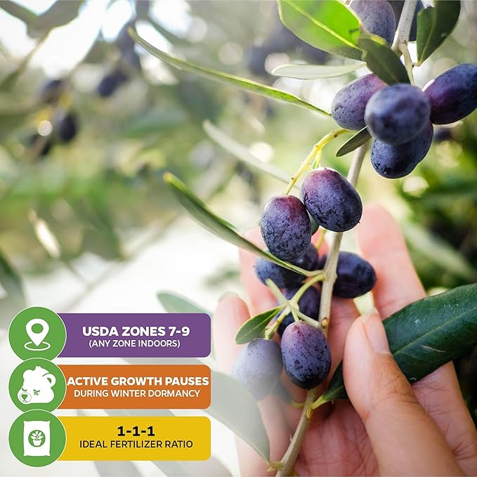 Leccino Olive Tree - Olea europaea by Wellspring Gardens - Fast-Growing Live Plant, Fruit-Bearing, Drought-Tolerant, Easy-Care, Olive Oil Producing, Cross-Pollination Friendly, Ideal for Home Garden
