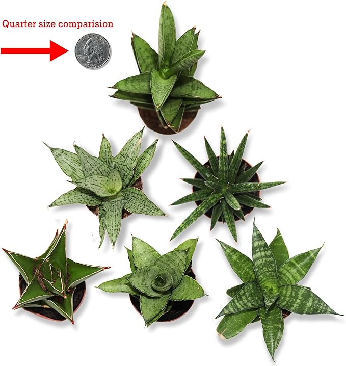 CoollectivePlants Easy to Grow Sansevieria Collection – Live Snake Plants in 2″ Growers Pot, Low-Maintenance Air-Purifying Houseplants, Real Snake Plant Gift Set (24 Pack)