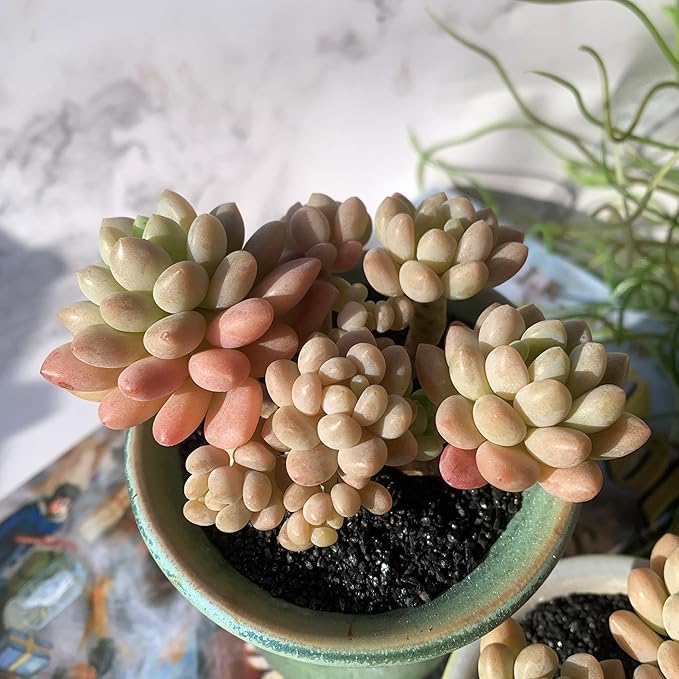 Sedum Caviar Rare Live Succulent Plants, Cluster 3.5" Bare Root Without Pot & Soil, Garden Indoor Office Desk Baby Shower Decoration, Friend Plant Lovers Gifts