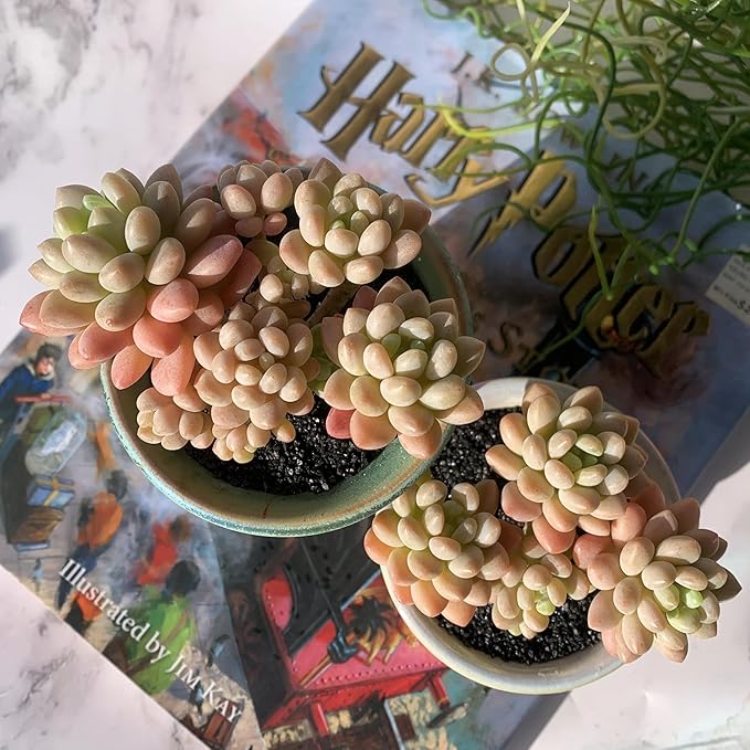Sedum Caviar Rare Live Succulent Plants, Cluster 3.5" Bare Root Without Pot & Soil, Garden Indoor Office Desk Baby Shower Decoration, Friend Plant Lovers Gifts