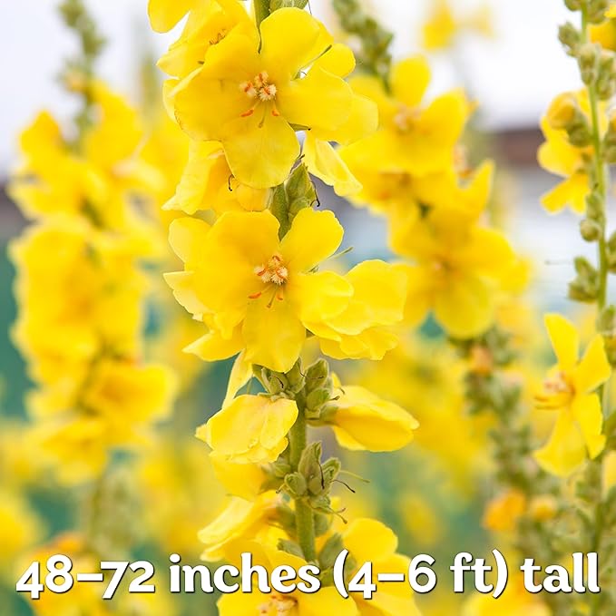 KVITER 3,000 Mullein Seeds for Planting (Verbascum Thapsus), 2 Pack – Mullein Herb, Heirloom Seed Non GMO Organic – Ideal for Herb Garden – US Grown Herbs Flower Seeds
