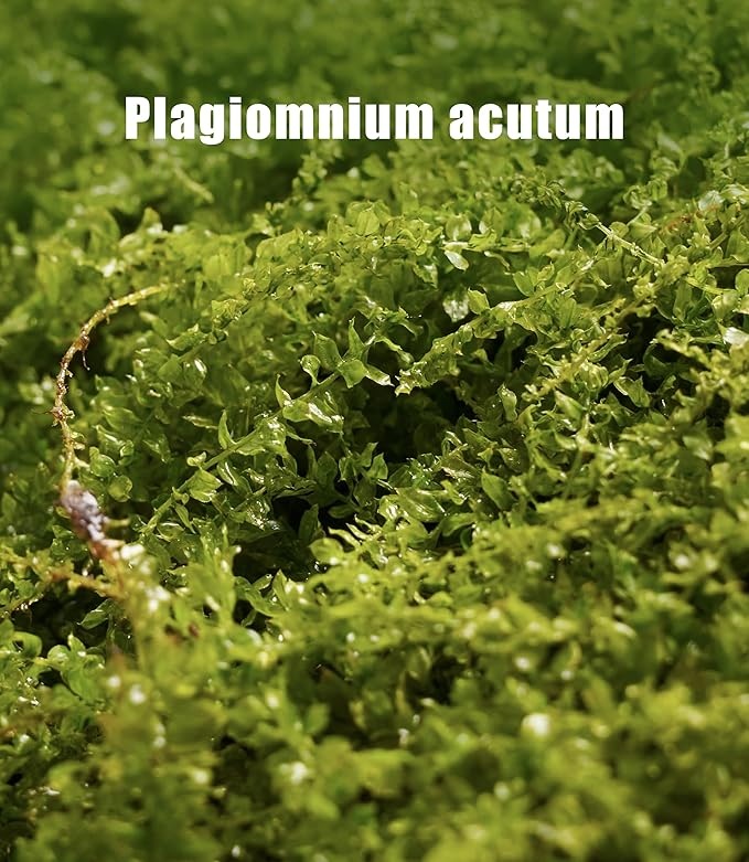 Live Moss – Plagiomnium Moss (3 Sheets, Each Approx. 3.5"x7") for Terrariums, Moss Balls, Bonsai & Natural Plant Decor – Naturally Grown, Reusable, Not Artificial