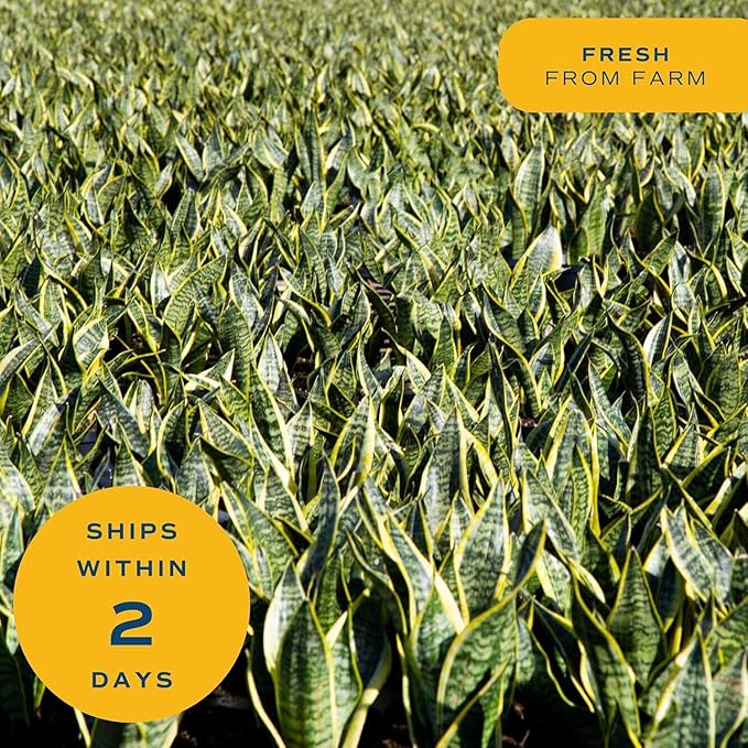 Costa Farms Snake Plant, Live Indoor and Outdoor Sansevieria Plant, Easy Care Tropical Houseplant Potted in Nursery Pot, Air Purifying Succulent Plant in Soil, Housewarming, Home Décor, 2-3 Feet Tall