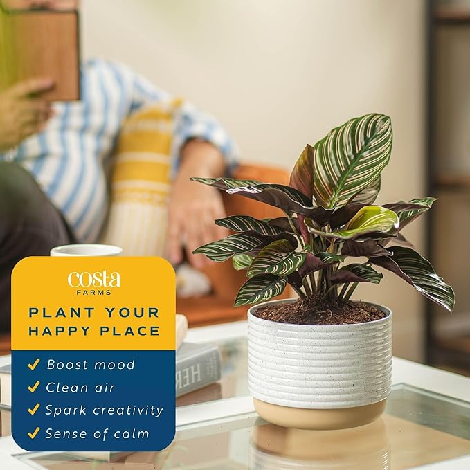 Costa Farms Calathea Dottie Live Plant in Self Watering Pot, Indoor Houseplant, Perfect for Home, Room, or Office Decor, Great House Warming or Birthday Gift, 12-18 Inches Tall